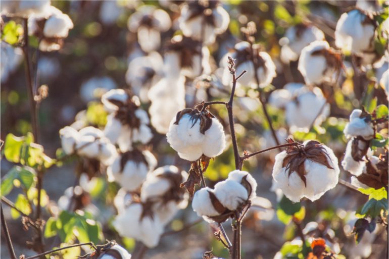 Le premier coton de France est cultivé ici | Mode in Textile