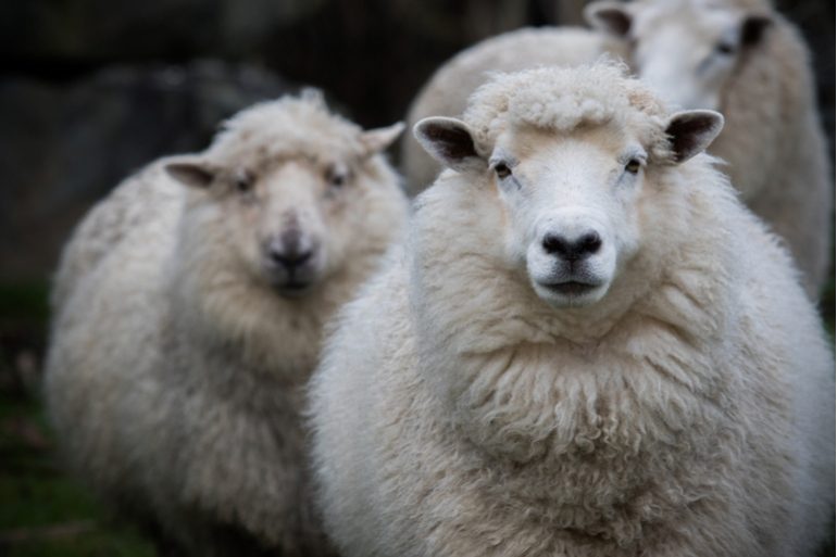 La laine mérinos se positionne entre tradition et innovation