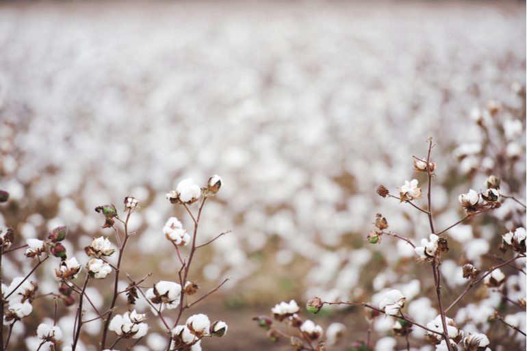 La production mondiale de coton biologique en hausse de 56%