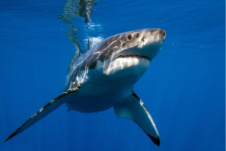 Une combinaison de plongée résistant aux requins pourrait sauver des vies