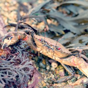 crabe sur des algues