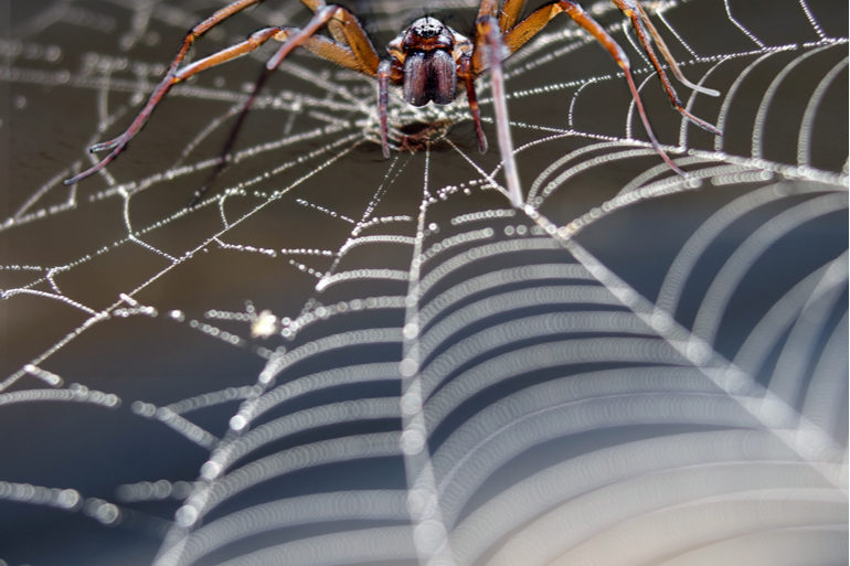 Etudes des caractéristiques des toiles de soie d'araignée autoportantes