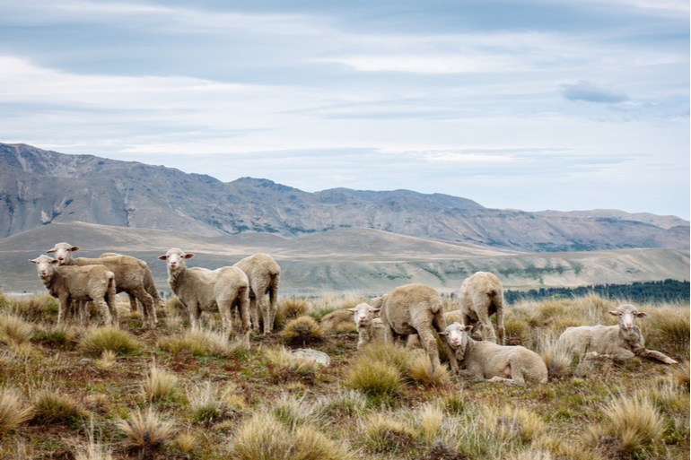 New Zealand merino company launches 100% renewable wool platform